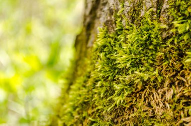Ağaç kabuğu yeşil yosunla kaplı..