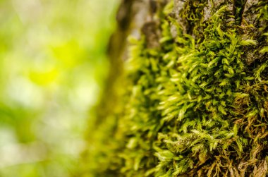 Ağaç kabuğu yeşil yosunla kaplı..