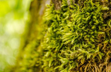 Ağaç kabuğu yeşil yosunla kaplı..