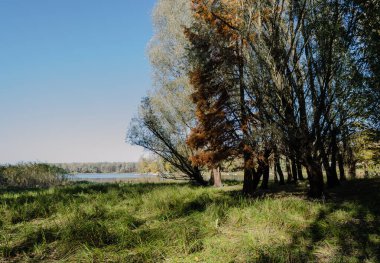 Begec, Sırbistan - 30 Ekim. 2021: Novi Sad kenti yakınlarındaki Begecka jamasında sonbahar manzarası.
