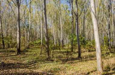 Ormanın ortamı sonbaharda, Tuna nehrinin kıyısında.