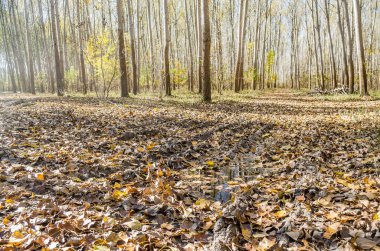 The ambience of the forest in the autumn, by the river Danube. clipart