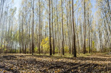 Ormanın ortamı sonbaharda, Tuna nehrinin kıyısında.