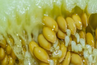 Bir kavun posası. Karpuzun iç kısmı, kalbi. lifler, tohumlar ve posalar birbirine karışır..