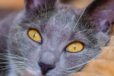 Uykulu bir Avrupa gri ve beyaz kedisinin yakın plan portresi. Şirin bir Avrupalı kedi. Güzel bir kedinin portresi..