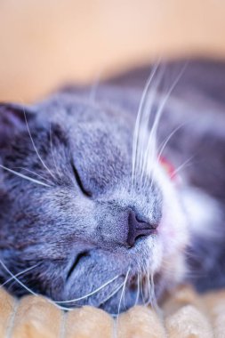 Close-up portrait of a sleepy European gray and white cat. A cute European cat. Portrait of a beautiful cat.