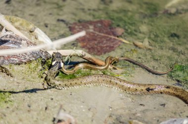 The grass snake in its natural environment. The grass snake swims in swamp water.