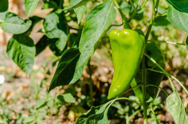 Organik olarak olgunlaşmamış biber üretimi. Bir bitkinin gövdesinde, özel bir bahçede, organik olarak üretilen bir biberin olgunlaşmamış meyvesinin yakın plan görüntüsü..