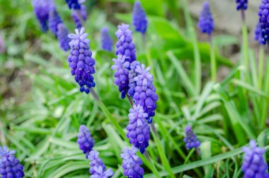 Muscari armeniacum üzüm sümbül bir yığın bir bahçede büyüyen