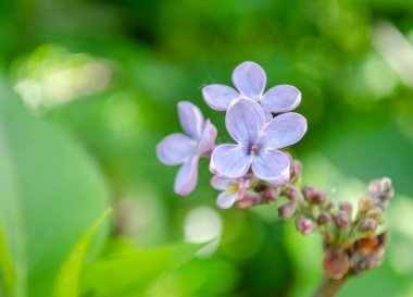kokulu çiçekleri leylak (syringa vulgaris). sığ derinlik-in tarla, seçici odak