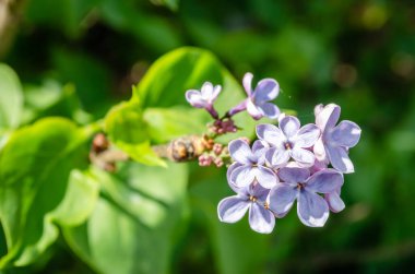 kokulu çiçekleri leylak (syringa vulgaris). sığ derinlik-in tarla, seçici odak