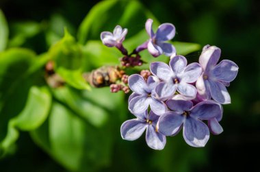 kokulu çiçekleri leylak (syringa vulgaris). sığ derinlik-in tarla, seçici odak