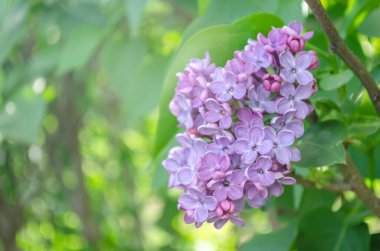 kokulu çiçekleri leylak (syringa vulgaris). sığ derinlik-in tarla, seçici odak