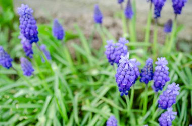 Muscari armeniacum üzüm sümbül bir yığın bir bahçede büyüyen