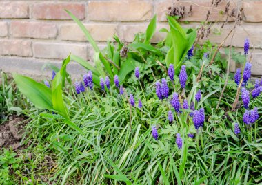 Muscari armeniacum üzüm sümbül bir yığın bir bahçede büyüyen