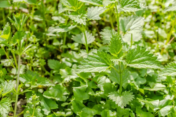 Genç Nettle Bitkisi Bahar güneşiyle aydınlanıyor.
