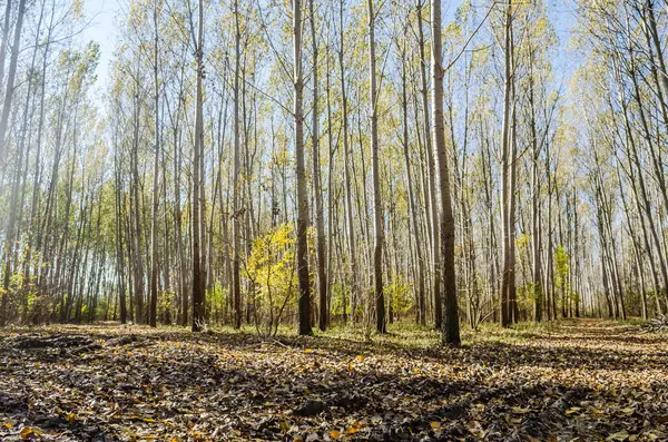 Ormanın ortamı sonbaharda, Tuna nehrinin kıyısında.