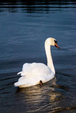 Beyaz kuğu koruma altındaki bir doğa koruma alanında yüzüyor. Korunmuş bir doğa koruma alanında, suda yüzen güzel beyaz kuğu..