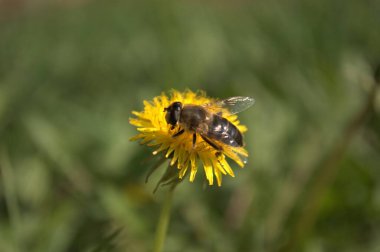 Sarı karahindiba üzerinde bal arısı.