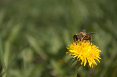 Sarı karahindiba üzerinde bal arısı.