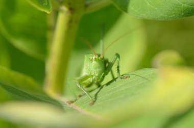 Yeşil çekirge, büyük bir çimen yaprağının üzerinde, doğal ortamında..