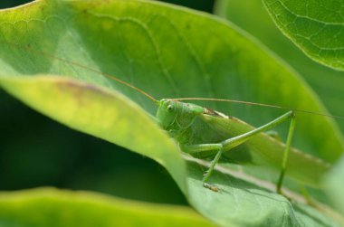 Yeşil çekirge, büyük bir çimen yaprağının üzerinde, doğal ortamında..