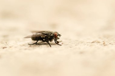 Doğal ortamında beton bir yüzey üzerinde bir sinek..
