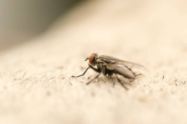 Doğal ortamında beton bir yüzey üzerinde bir sinek..