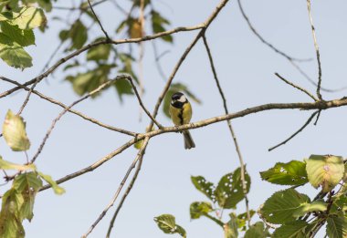 Blue Tit sitting on the branch of a hawthorn tree in spring.