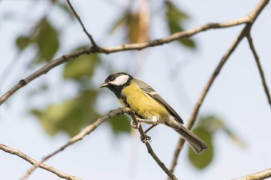 Blue Tit sitting on the branch of a hawthorn tree in spring.