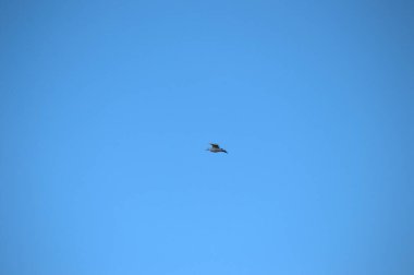 Bahar mevsiminde tek başına uçan beyaz leylek..