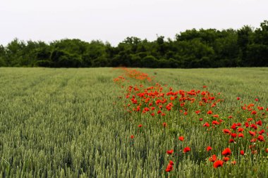 Buğdaylı tarlada açan kırmızı gelincik çiçekleri.