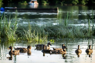 Küçük bir vahşi ördek sürüsü, doğal koruma alanının gölet suyunda rahatça yüzer..