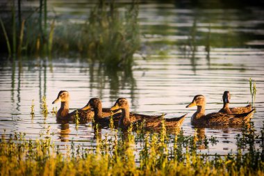 Küçük bir vahşi ördek sürüsü, doğal koruma alanının gölet suyunda rahatça yüzer..