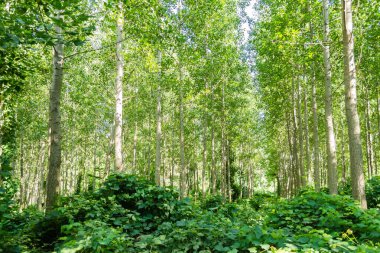 Kavak ağaçlı genç bir orman manzarası. Genç kavak ağaçlarıyla dolu yeşil bir orman, sabah güneşiyle aydınlanıyor..
