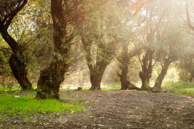 Ulusal Park 'ın panoramik manzarası Sodros. Ulusal Park 'ın panoramik manzarası - Sonbaharda Sodros.