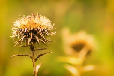 Sonbaharda çayırda kurumuş sarı yapraklar..