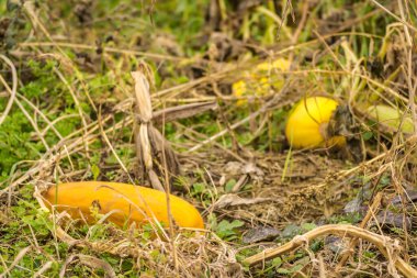 Bahçe manzarası ve sonbaharda sarı balkabakları.