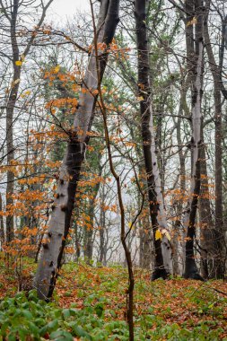Fruska Gora Ulusal Parkı, Novi Sad yakınlarında, kışın siste.