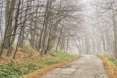 Fruska Gora Ulusal Parkı, Novi Sad yakınlarında, kışın siste.