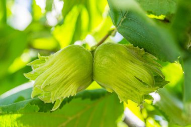 Mature fruits of hazelnut. Hazelnut tree canopy, with young fruit. clipart