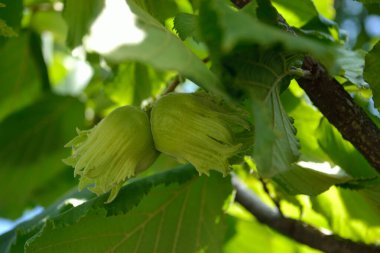 Mature fruits of hazelnut. Hazelnut tree canopy, with young fruit. clipart