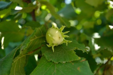 Mature fruits of hazelnut. Hazelnut tree canopy, with young fruit. clipart