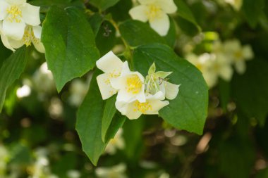 Beautiful blooming jasmine bush in the summer garden Fine ornamental plant