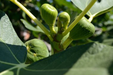 A large green fig fruit on a tree, basked in the afternoon sun.
