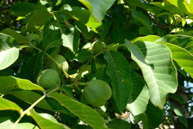 Green unripe walnuts hang on a branch. Green leaves and unripe walnut. Fruits of a walnut.