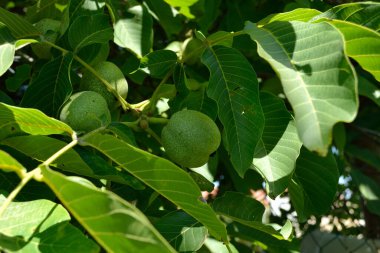 Green unripe walnuts hang on a branch. Green leaves and unripe walnut. Fruits of a walnut. clipart