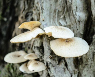 Ormandaki bir ağacın kabuğunda yabani mantarlar.
