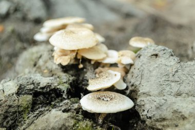 Ormandaki bir ağacın kabuğunda yabani mantarlar.