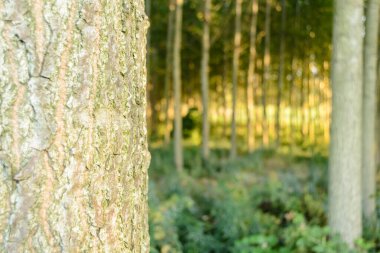 Sırbistan 'ın Novi Sad kenti yakınlarındaki Petrovaradin' de Tuna Nehri kıyısında genç bir kavak ağacı ormanı.